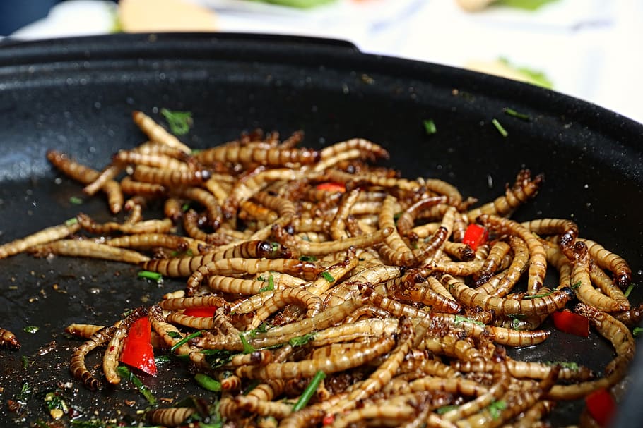 mealworms, food, insect, healthy, nutritious, fry, food and drink, seafood, freshness, wellbeing