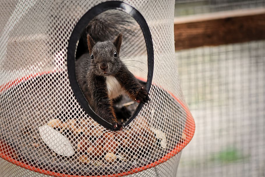 squirrel, young animal, small, young, cute, rodent, furry, sitting, button eyes, animal