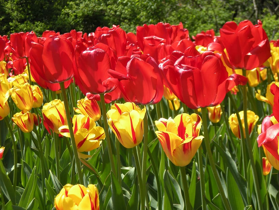 tulips, red, fire, flower, flowering plant, plant, beauty in nature, fragility, vulnerability, freshness