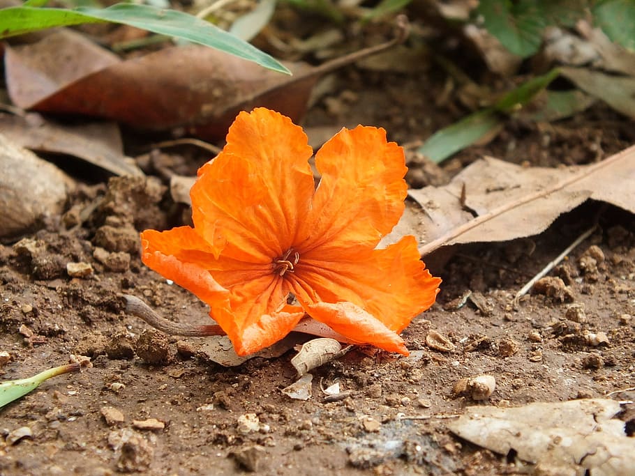 orange, 5-petaled, 5- petaled flower, ground, flower, orange brown, green, earth, the earth's atmosphere, wellness