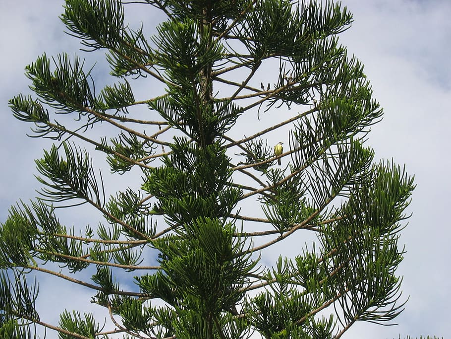 yellowtail, bird, pine tree, sky, bermuda, tree, organic, agriculture, outdoors, environment
