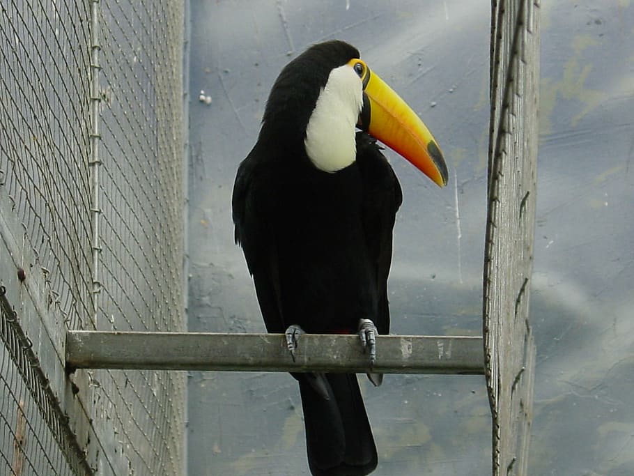 ave, toucan, burung, binatang, burung eksotis, brazil, tucan, hewan, tema hewan, satu hewan