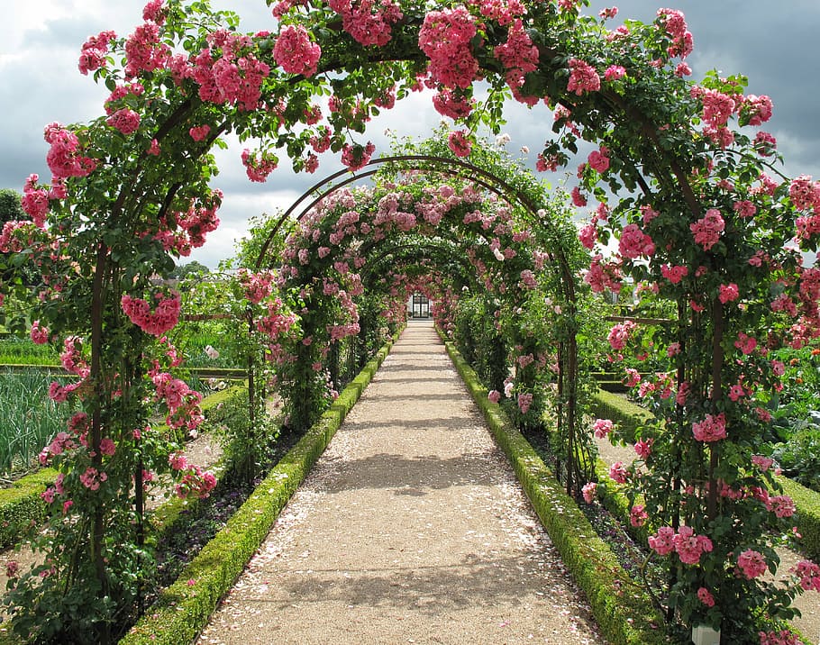 red, petaled flower arch, daytime, roses, espalie, fredensborg, the rose garden, blomsterbue, denmark, flowers