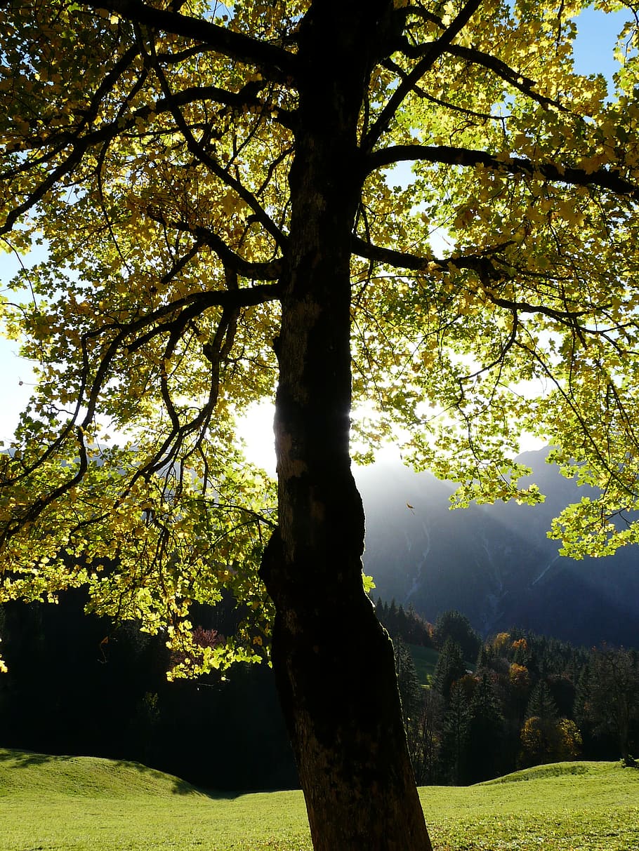 arce de montaña, otoño, acer pseudoplatanus, arce, acer, árbol de hoja caduca, bosque, hojas, brillante, sol