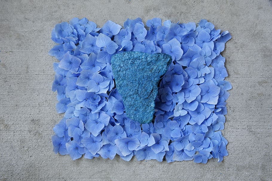 rock, alam, monokromatik, aneh, biru, bunga, tanaman berbunga, merapatkan, langsung di atas, semacam bunga