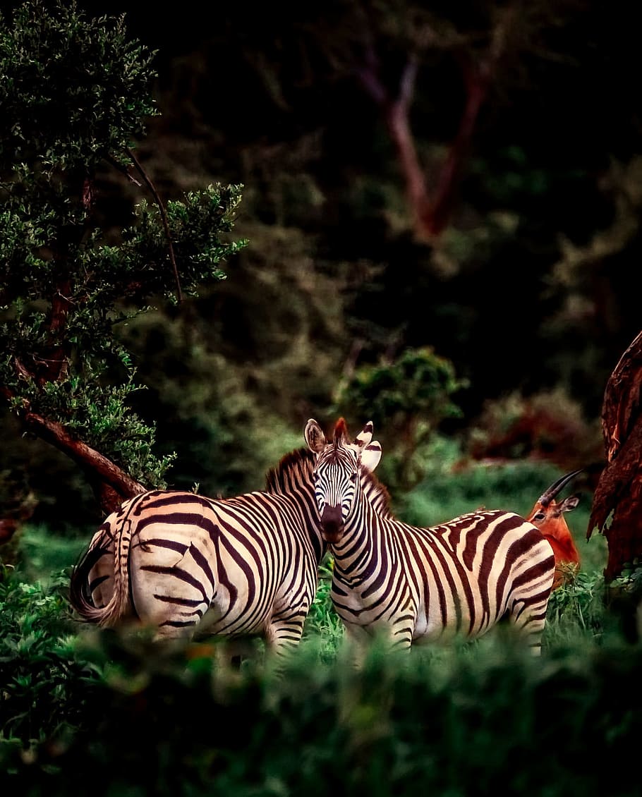 dua zebra, afrika, zebra, hewan, margasatwa, safari, pemandangan, alam, luar ruangan, hutan