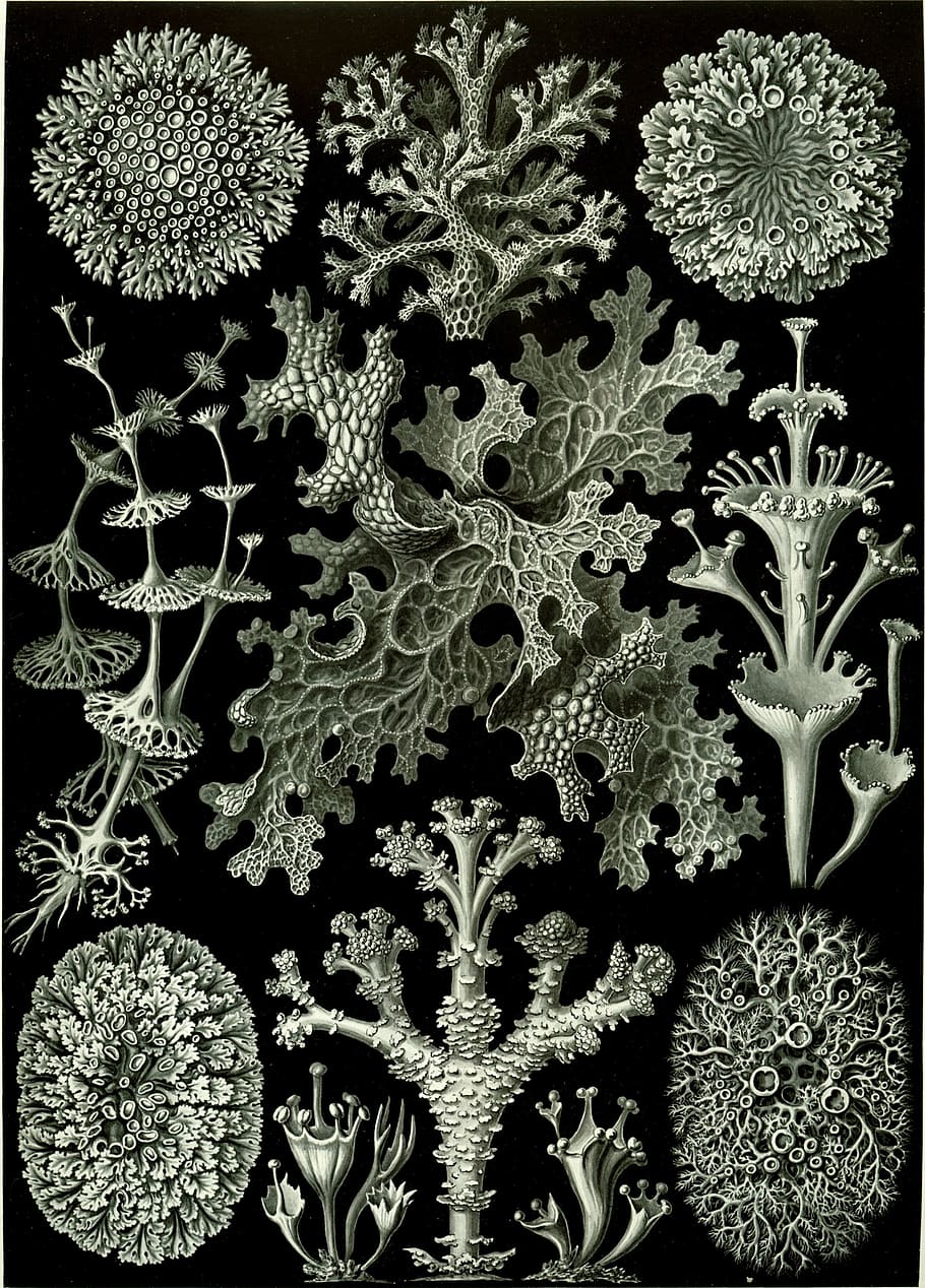 illustration, coral, reefs, weave, haeckel lichenes, photobionten, chlorophyta, symbiosis, pattern, indoors