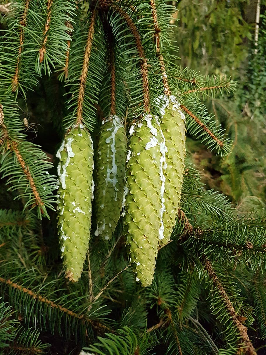 spruce, pine cones, conifer, branch, resin, plant, growth, green color, tree, beauty in nature