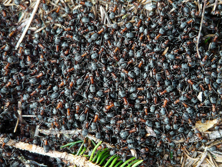 アリ, 木蟻, formica, 赤い木蟻, formica rufa, formica polyctena, 自然, 動物, 赤, 木蟻コロニー