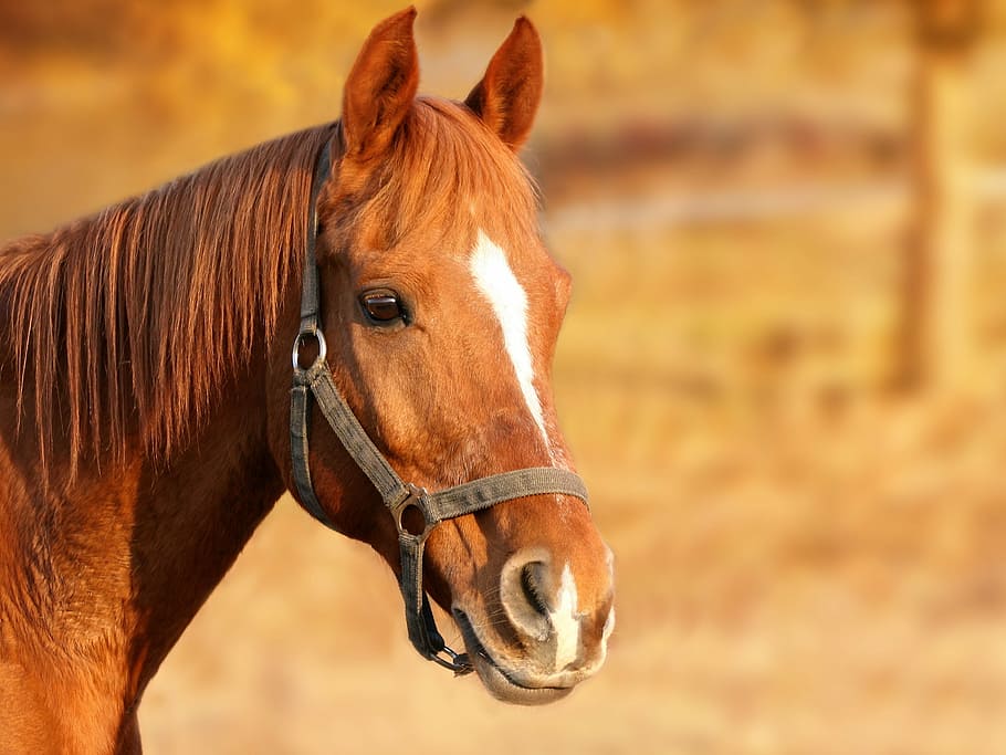 brown horse, horse, brown, animal portrait, horse head, animal, stallions, landscape, pasture, summer