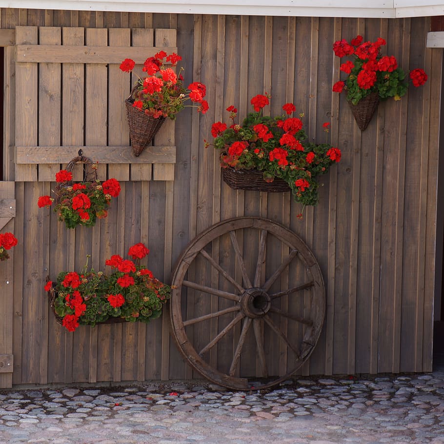 red, petaled flowers, hanging, pot, cartwheel, wall decoration, floral arrangements, the stable wall, flower, flowering plant