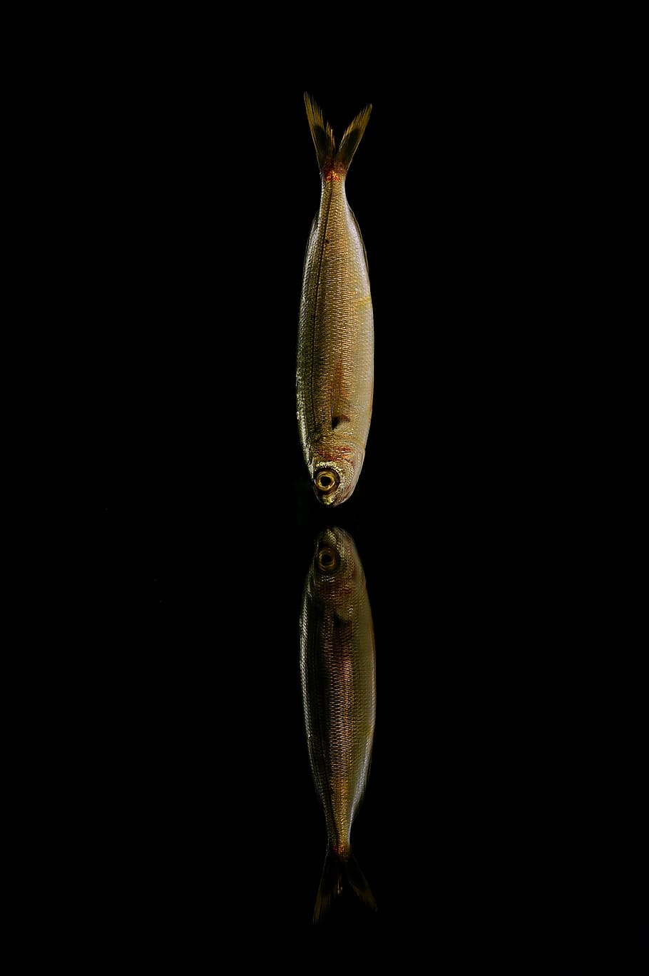 brown fish, fish, sea, fishing, mullet, cod, trout, sardine, black background, studio shot