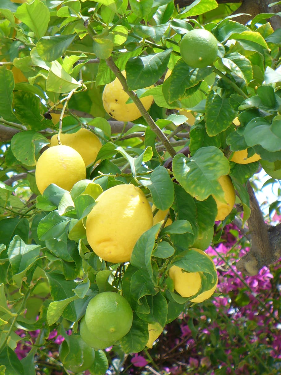 lemon, semak lemon, kuning, buah-buahan, tanaman, alam, sehat, buah jeruk, makanan, buah
