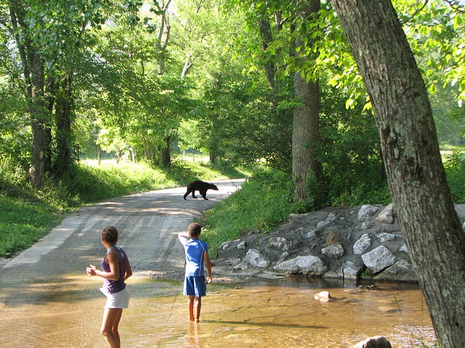 bear, children, smoky mountain, national park, holidays, vacation, creek, road, tree, plant