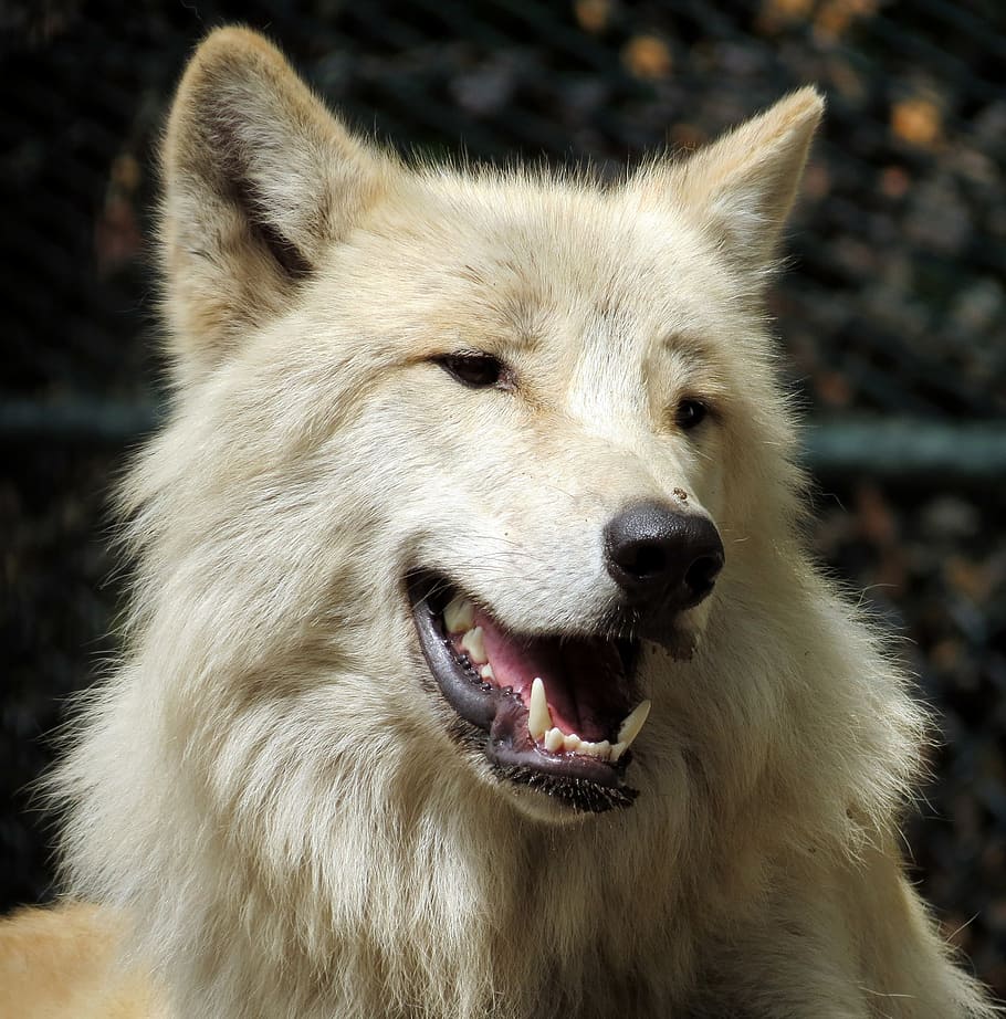 beige, wolf dog, selective, focus photography, wolf, carnivore, canine, zoo, animal, mammal