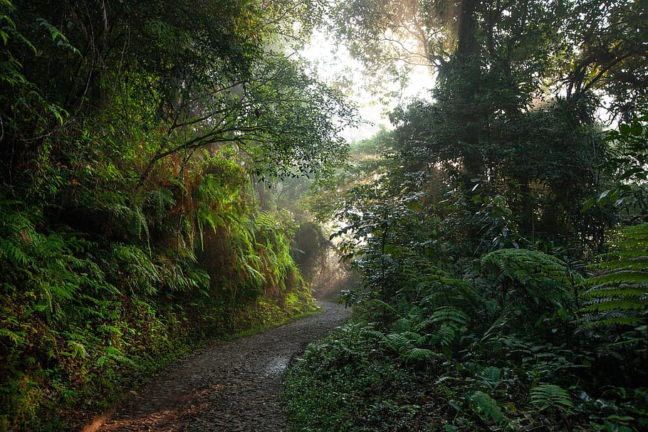 paisagem, floresta tropical, estrada, asahi, névoa matinal, plantas de samambaia, parque nacional da montanha de harry the salak, ilha de java, indonésia, planta