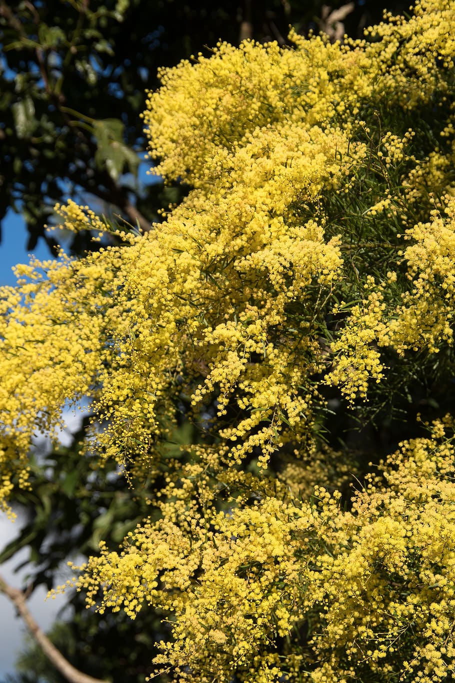 acacia, zarzo, flores, amarillo, esponjoso, nativo de Australia, muchos, planta, crecimiento, belleza en la naturaleza