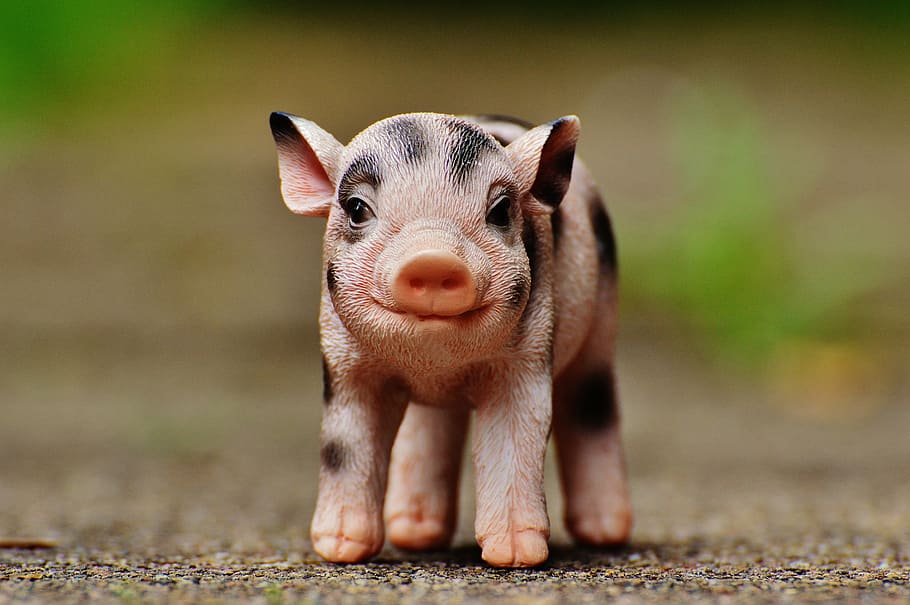 anak babi, angka, lucu, deco, hewan, manis, babi, babi domestik, mamalia, moncong