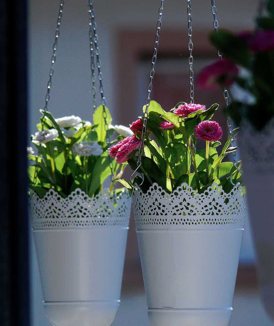 Floral, Flowers, Hanging Basket, planters, flowerpot, implantation, color, garden, home garden, plant
