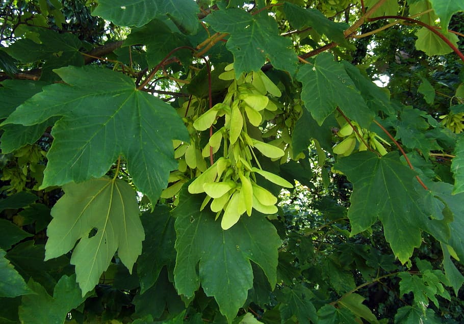maple, seeds, odenwald, tree, leaf, plant part, green color, growth, plant, nature