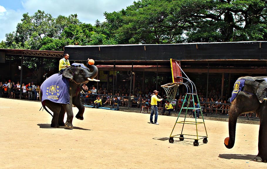 Pattaya, Pertunjukan Gajah, Thailand, pertunjukan, hewan, zoologi, mamalia, spesies, lingkungan, luar