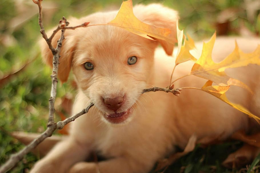 short-coated, white, brown, puppy, biting, stick, daytime, labrador, golden retriever, pit