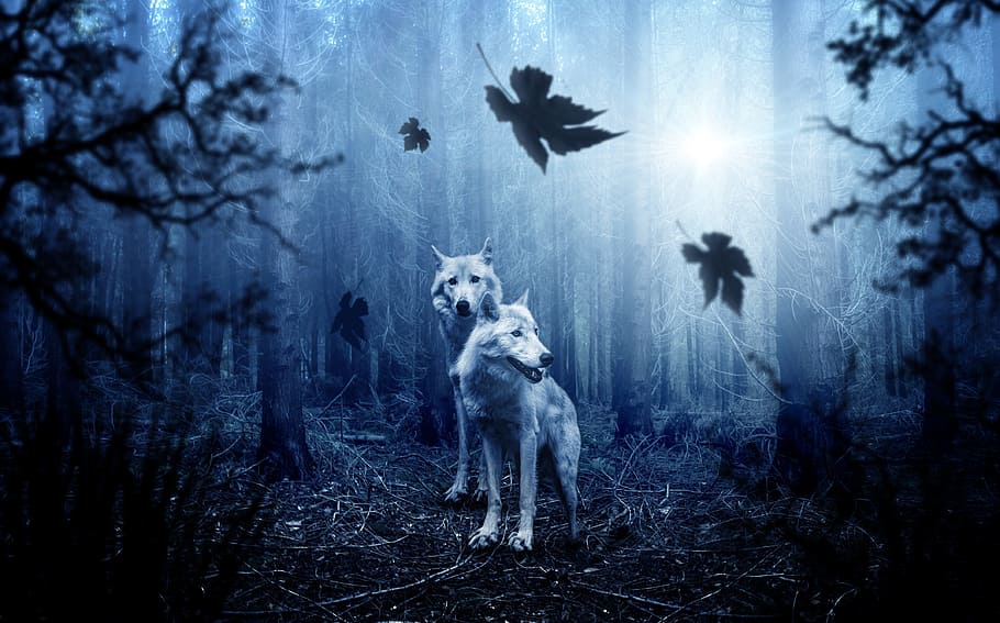 dos, lobos, foto del bosque, lobo, bosque, otoño, oscuro, depredador, naturaleza, animal