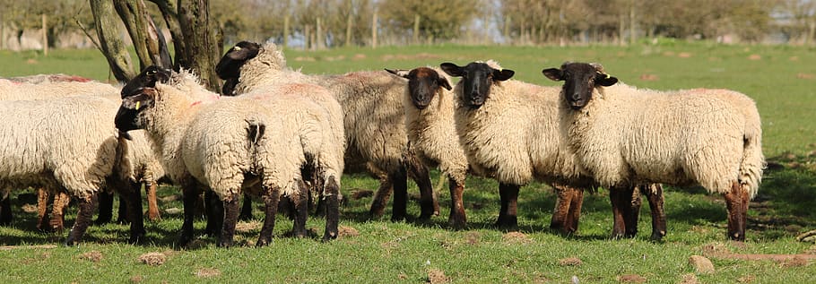sheep, lamb, field, farm, agriculture, wool, livestock, grass, green, nature