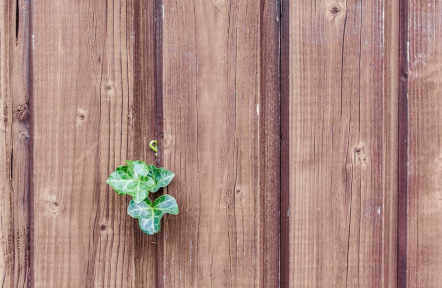 brown wooden wall, wood, ivy, wood fence, paling, boards, nature, wooden wall, climber, green