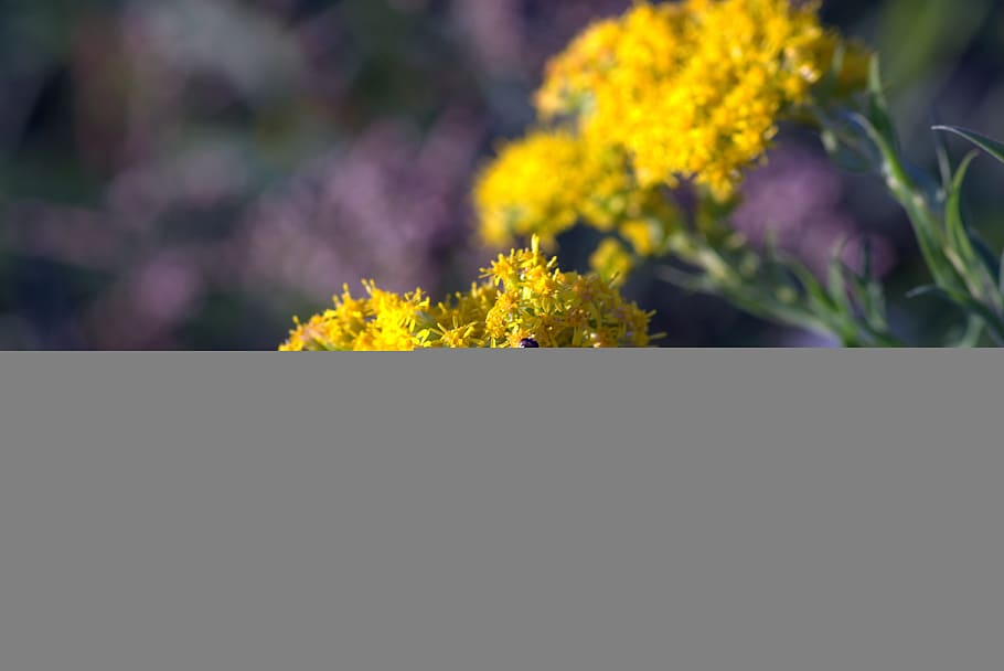 yellow flowers, mucha, strips, yellow and black, herb, plant, field plant, herbs, nature, meadow