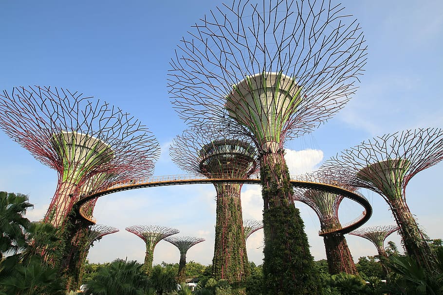 teluk singapore, Taman, Teluk, Singapura, kebun By The Bay, pohon, langit, Tempat terkenal, arsitektur, Pohon palem