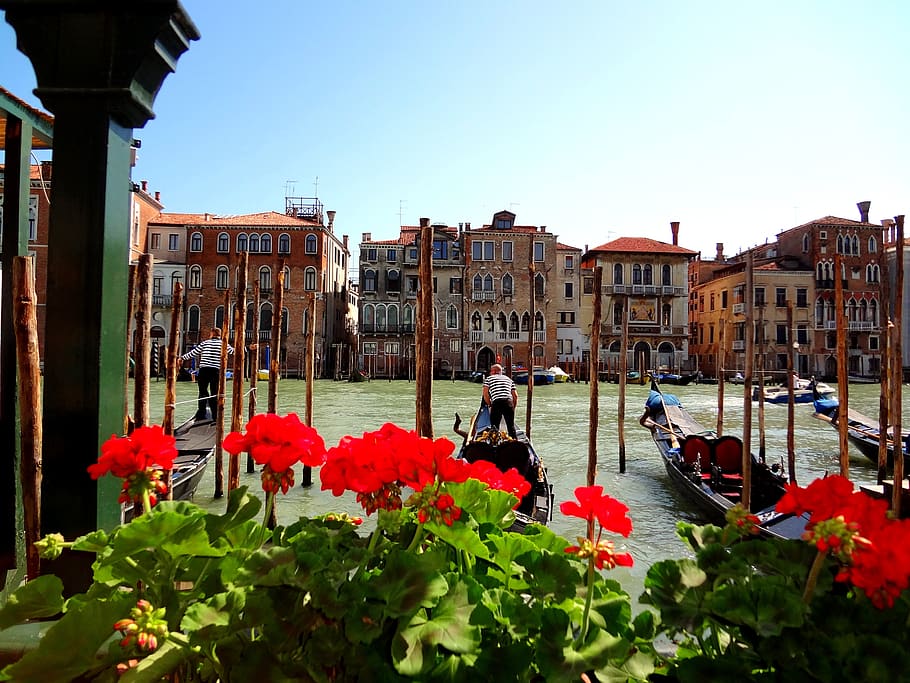 veneza, itália, gôndola, canal, exterior do edifício, arquitetura, estrutura construída, planta com flores, flor, natureza