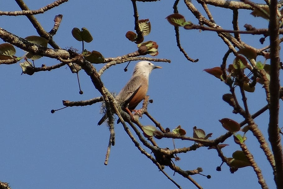 starling, Malabar White-Headed Starling, white-headed myna, sturnia blythii, bird, avian, aves, western ghats, dandeli, karnataka