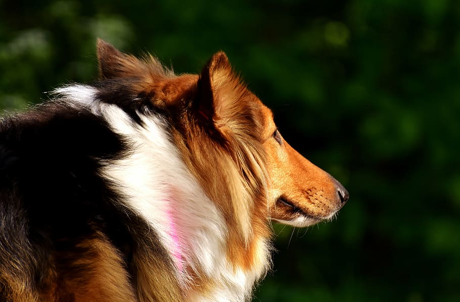 close-up photography, adult, tricolor, rough, collie, daytime, dog, pet, animal, go for a walk