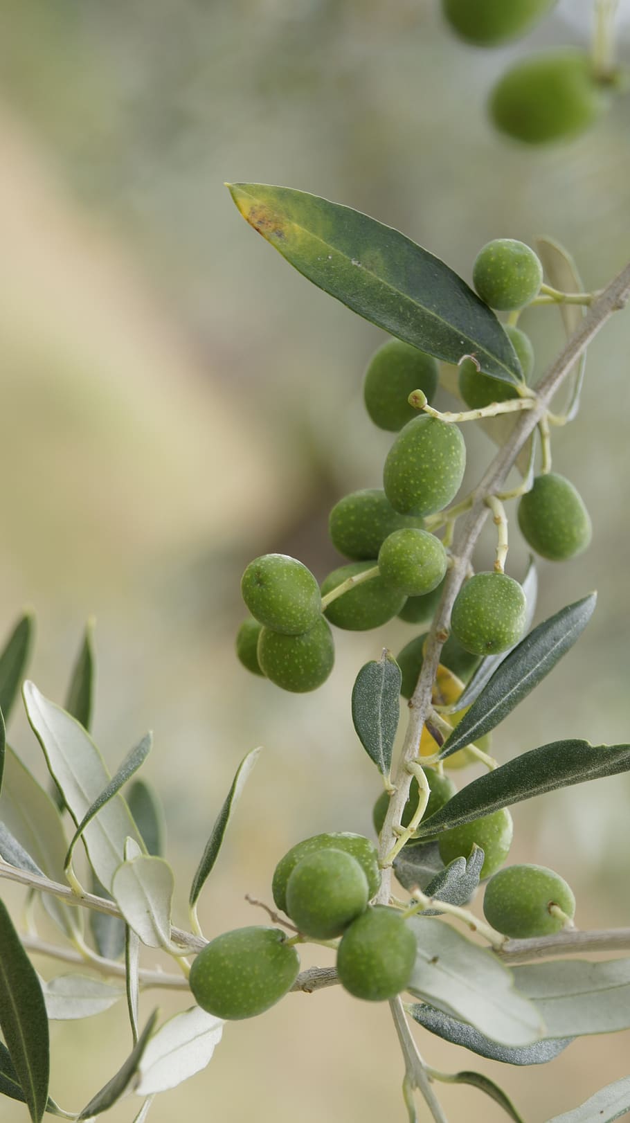 the olives, the olive tree, olive grove, tuscany, italy, growth, plant, leaf, green color, plant part