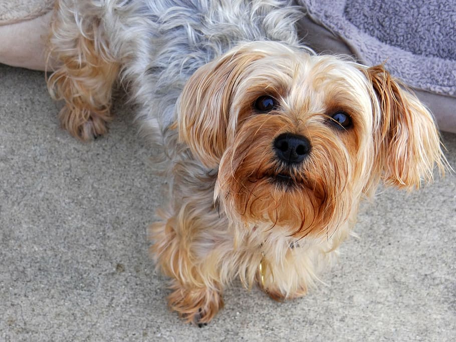 yorkie, terrier, dog, pet, canine, puppy, spring day, nature, animal, pets