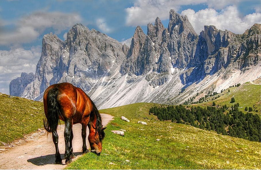 brown, horse, gray, sand, Dolomites, Mountains, Italy, South Tyrol, alpine, val gardena
