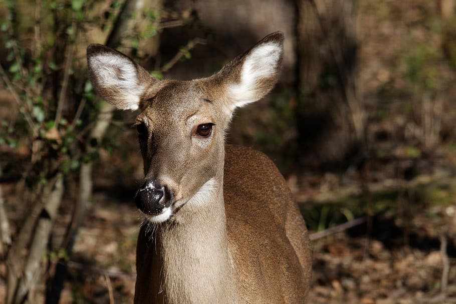 selective, focus photography, deer, standing, leaves, Whitetail, Doe, Deer, Wildlife, whitetail doe, doe