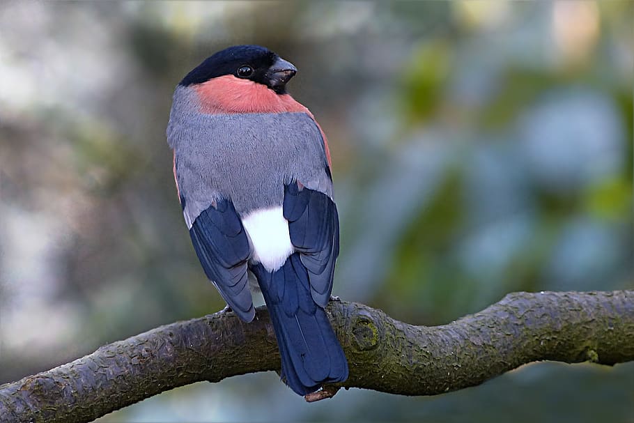 gray, red, black, bird perching, tree branch, bird, bullfinch, pyrrhula, male, winter