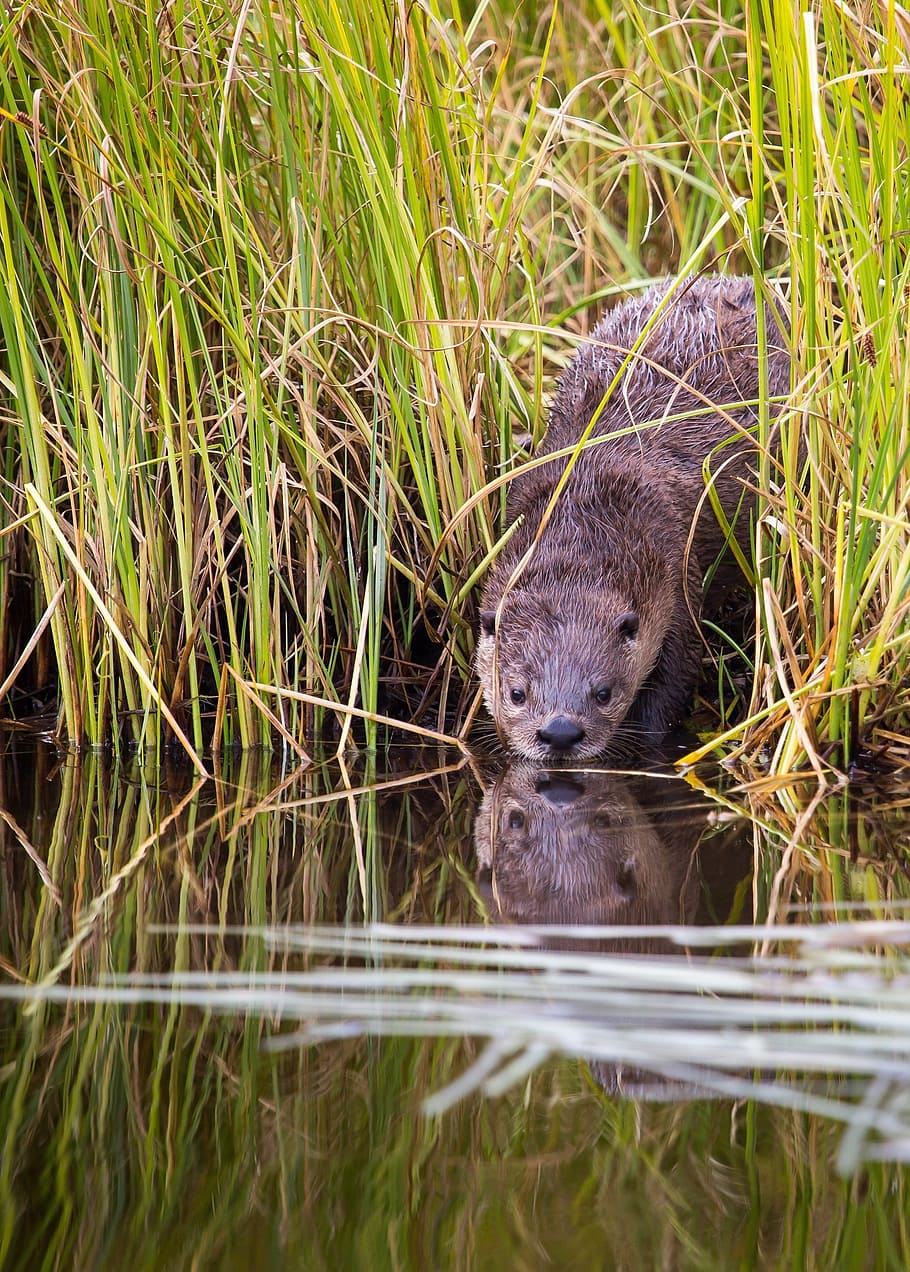 river otter, weasel, wildlife, nature, fur, water, wild, mammal, cute, wet