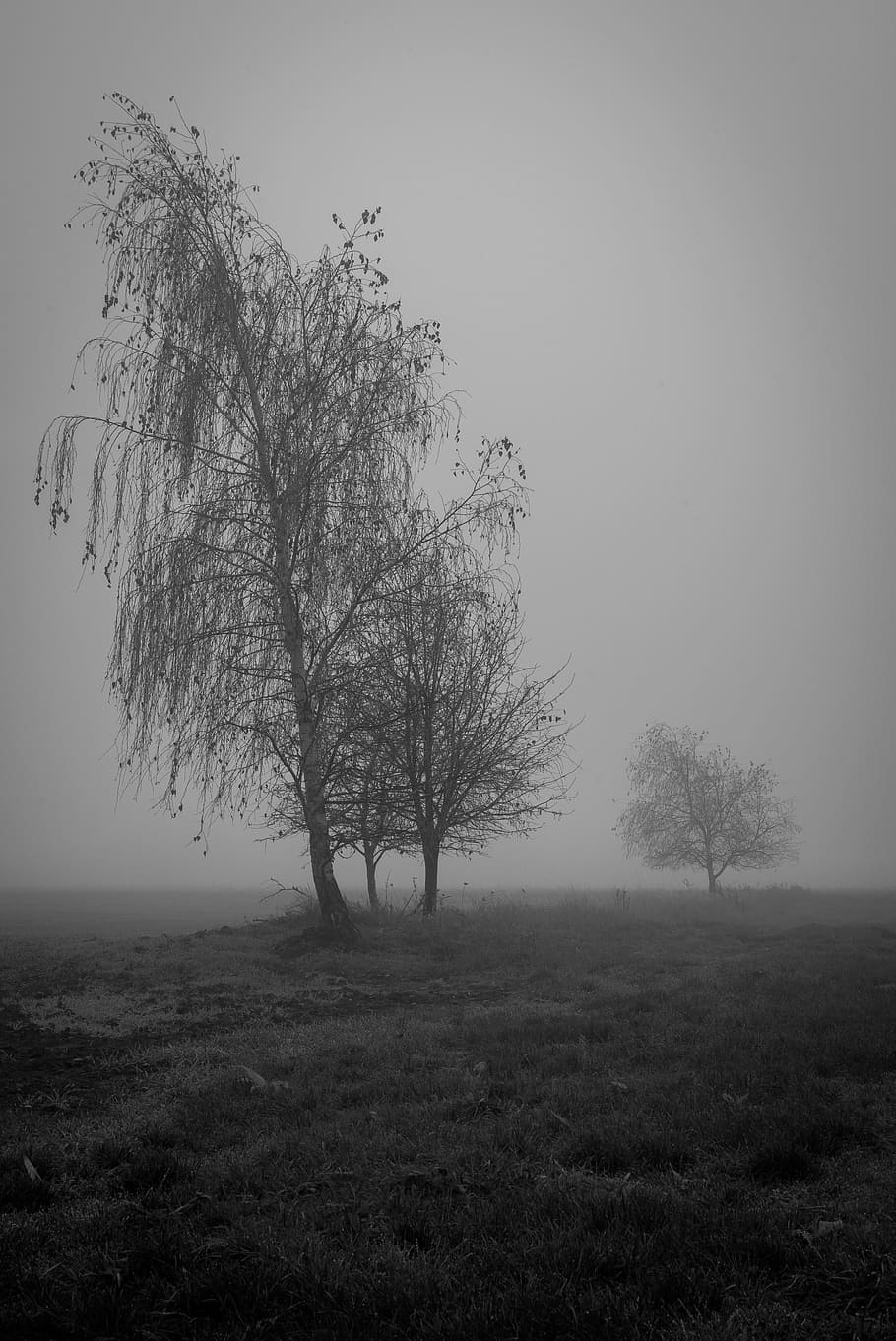 gray, trees, grassland, Burnout, Mourning, Depression, Psyche, despair, pain, exhausted