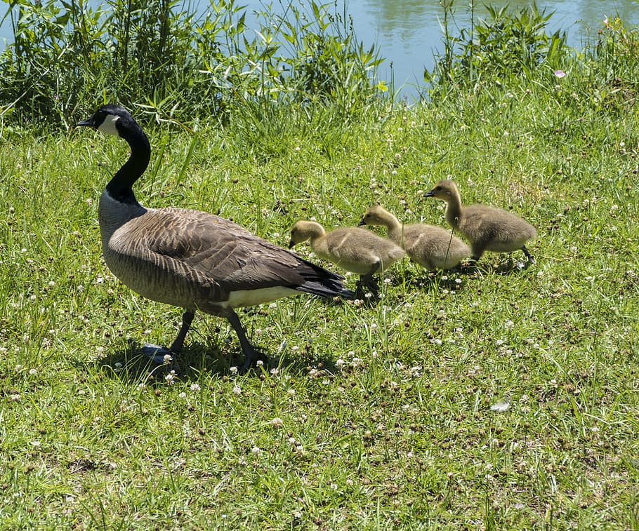 mama duck, baby ducklings, canadian geese, goslings, animals in the wild, animal wildlife, animal themes, bird, group of animals, animal