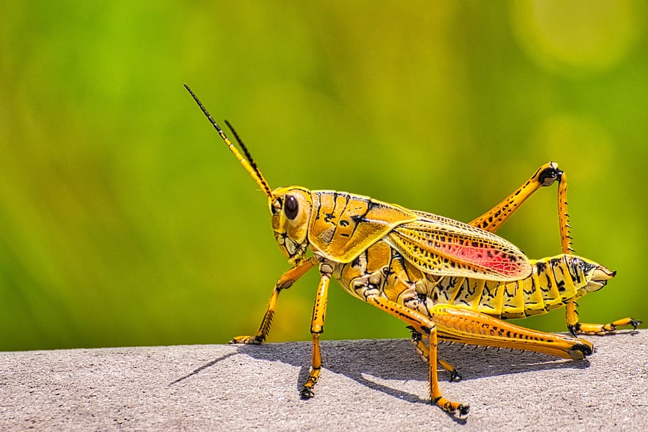 insect, grasshopper, yellow, animal, green, nature, animal world, everglades, small, animal themes