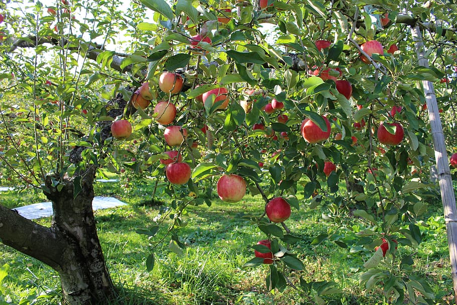 Kebun, Buah, Pohon Apel, apel, makanan dan minuman, pohon, di luar ruangan, hari, alam, makanan