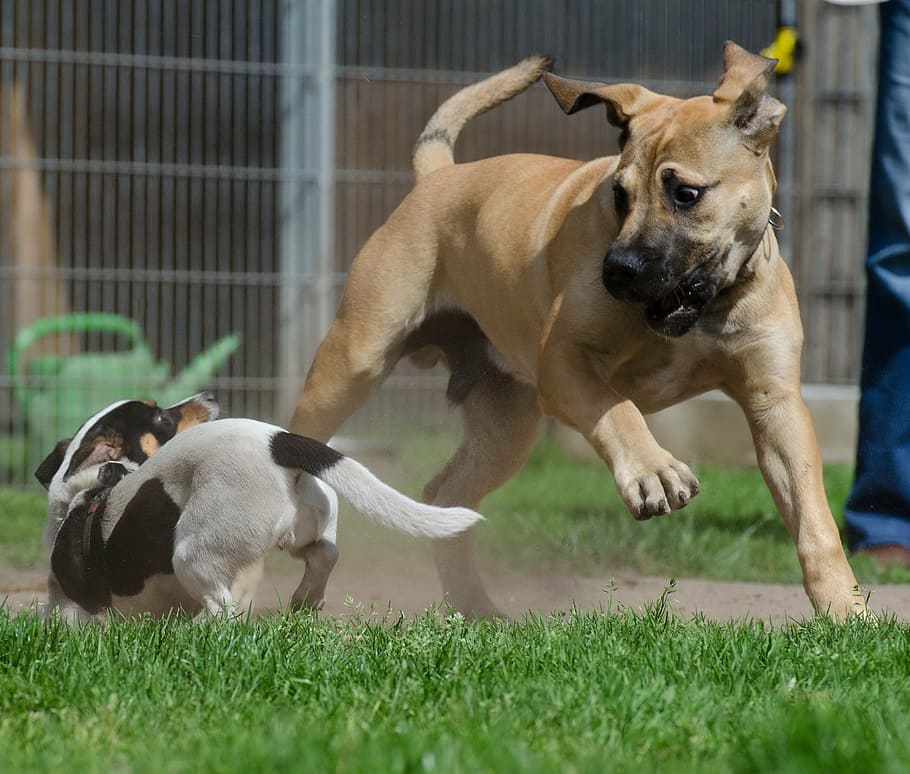 boerboel, african farmers dog, puppy group, puppies, young dogs, jack russel terrier, playing dogs, big and small, funny, dog