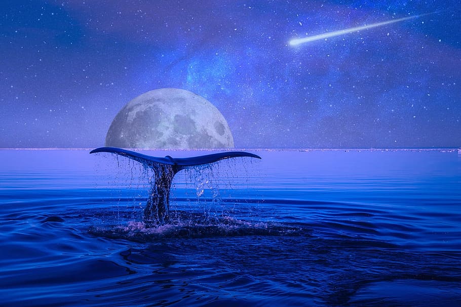 クジラの物語 海の壁紙 月 星 シューティングスター 夜 空 空間 青 暗い Pxfuel