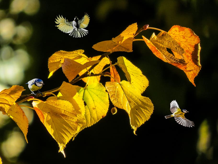 nature, autumn, forest, animals, birds, photo of titmouse, flying, leaves, fall leaves, mood