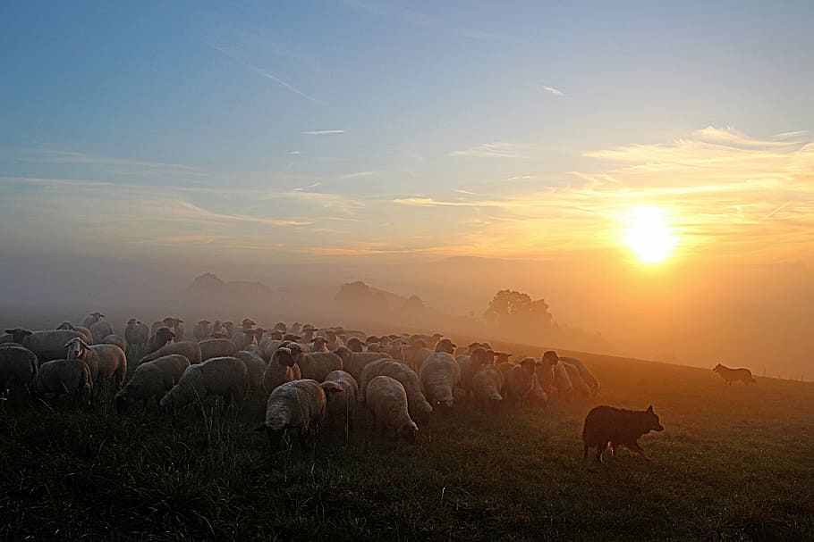 herd, cow, field, flock of sheep, shepherd romance, abendstimmung, evening light, dusk, afterglow, sunset