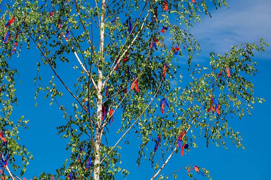 green, tree, daytime, maypole, spring, tradition, custom, 1 may, birch, decorated