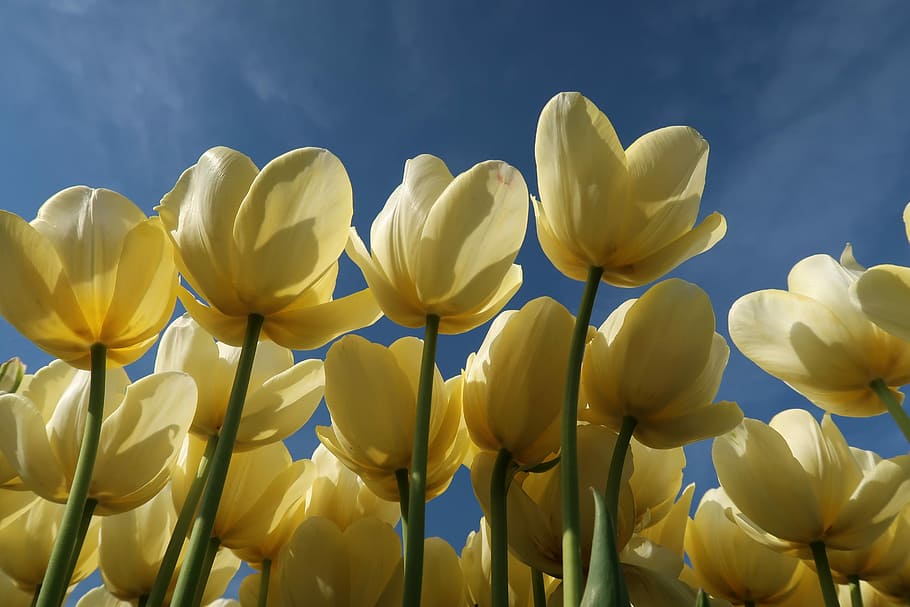 チューリップ オランダ キューケンホフ Tulpenbol 花 白 日光 夏 春 デスクトップの背景 Pxfuel